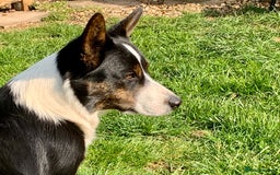 Welsh Corgi Cardigan dogs for sale: Show Quality KC Pedigree Corgi Cardigan Puppies  - Image 15