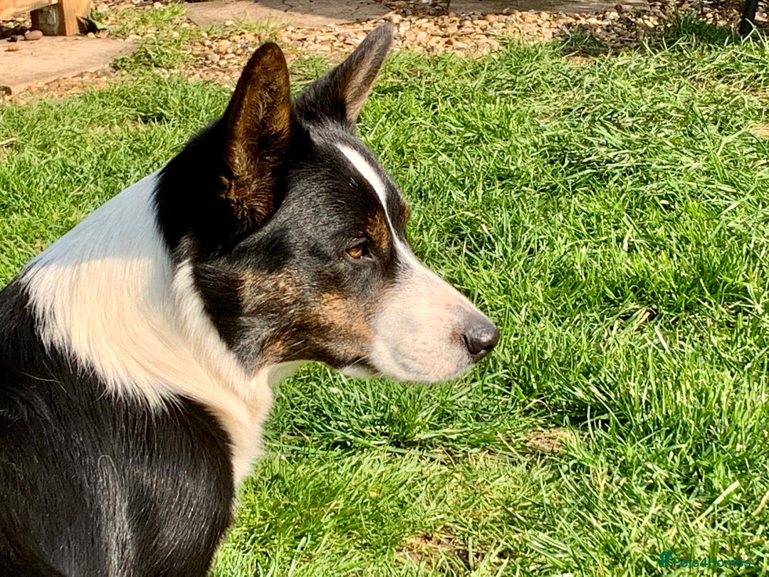 Welsh Corgi Cardigan dogs for sale: Show Quality KC Pedigree Corgi Cardigan Puppies  - Image 15