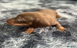 Dachshund dogs for sale: GORGEOUS DACHSHUNDS PUPPIES - Image 25