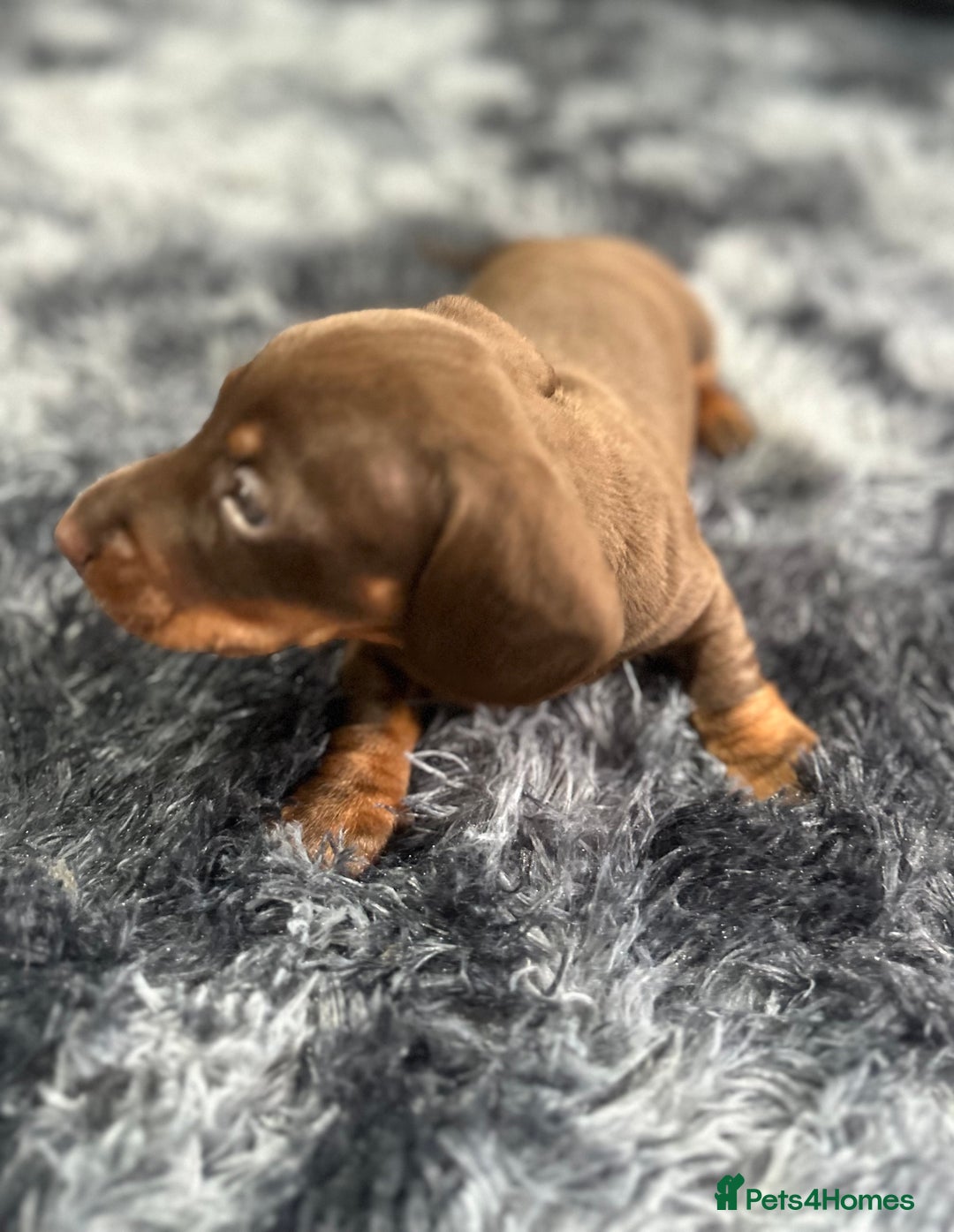 Dachshund dogs for sale: GORGEOUS DACHSHUNDS PUPPIES - Image 25