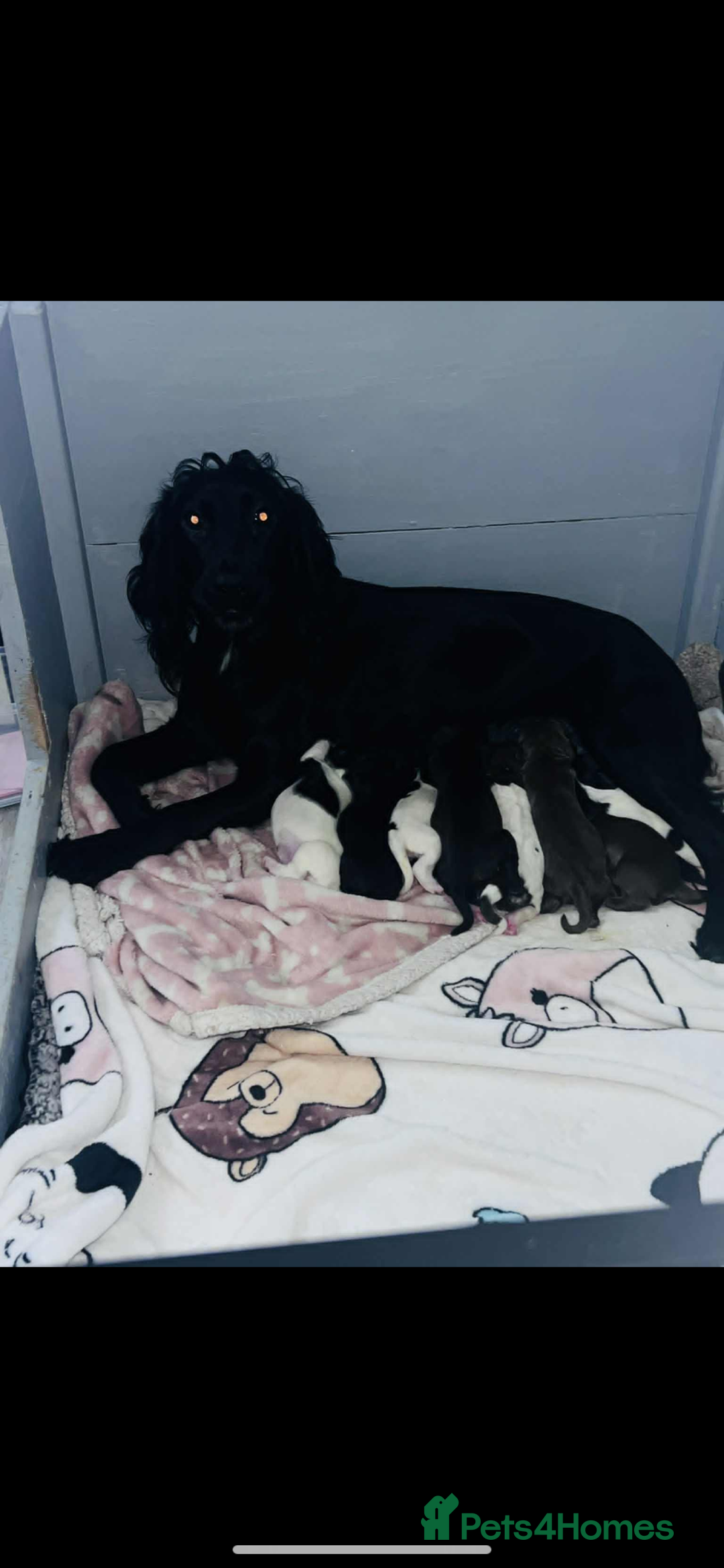 Sprocker dogs for sale: Beautiful Sprocker Puppies Ready 30th December - Image 7