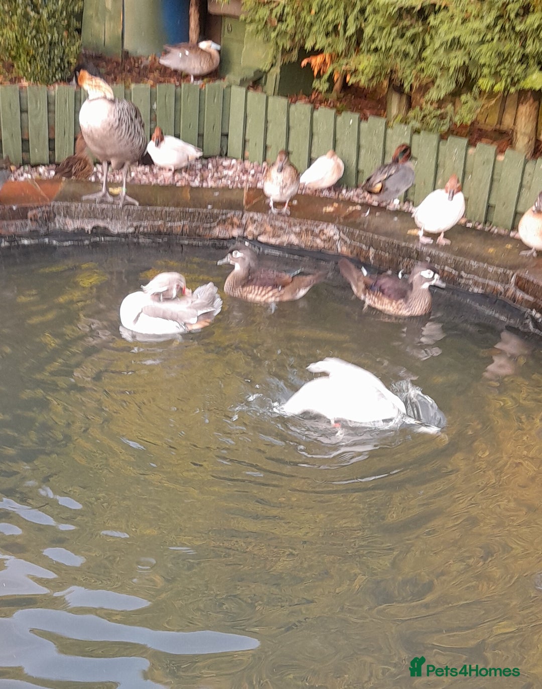 Ducks poultry for sale: American blue carolinas wood ducks for sale  - Advert 1