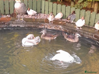 Ducks poultry American blue carolinas wood ducks for sale - Advert 1