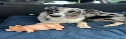 Border Collie dogs for stud: Blue Merle Stud  - Advert 5
