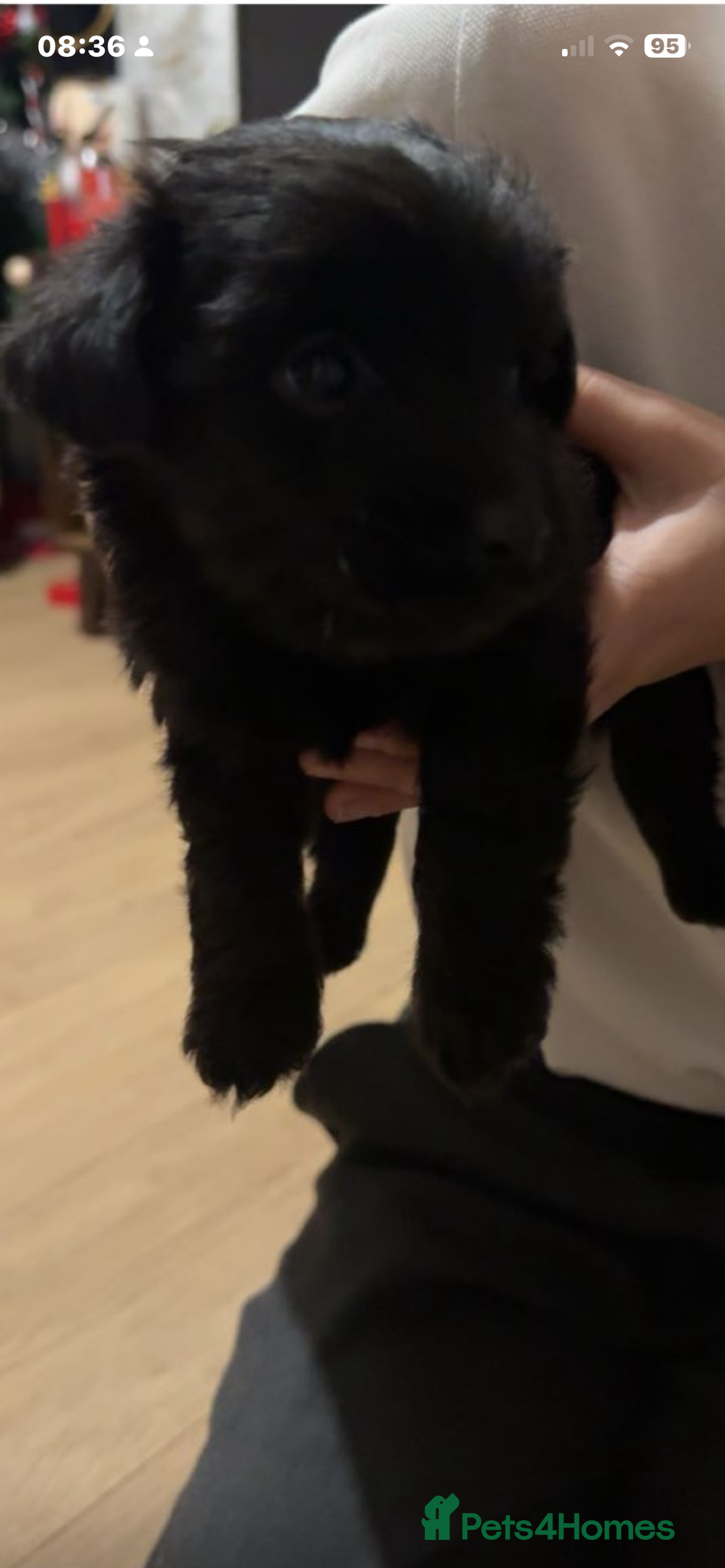 Jackapoo dogs for sale: Jackapoo puppies ready to leave - Advert 6