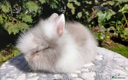 Lionhead rabbits for sale: Stunning DM Lionhead baby rabbits  - Image 8