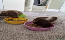Miniature Dachshund dogs for sale: Minature dachound pups - Image 5
