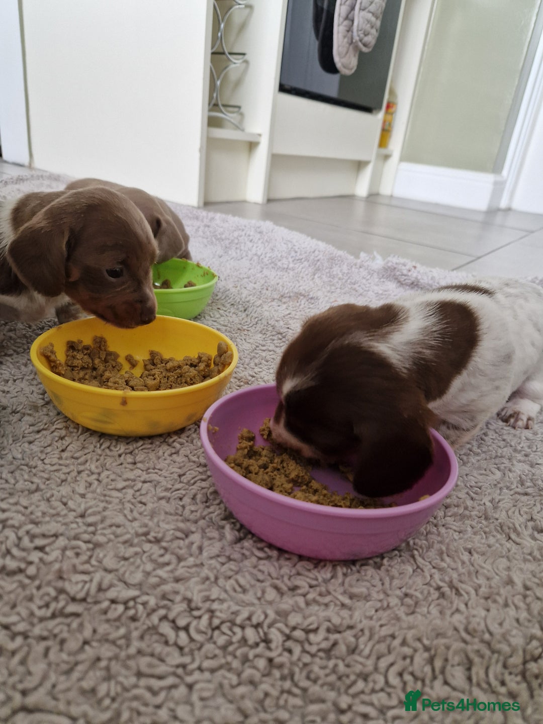 Miniature Dachshund dogs for sale: Minature dachound pups - Image 5