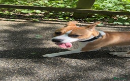 Staffordshire Bull Terrier dogs for sale: staffy for sale  - Image 3