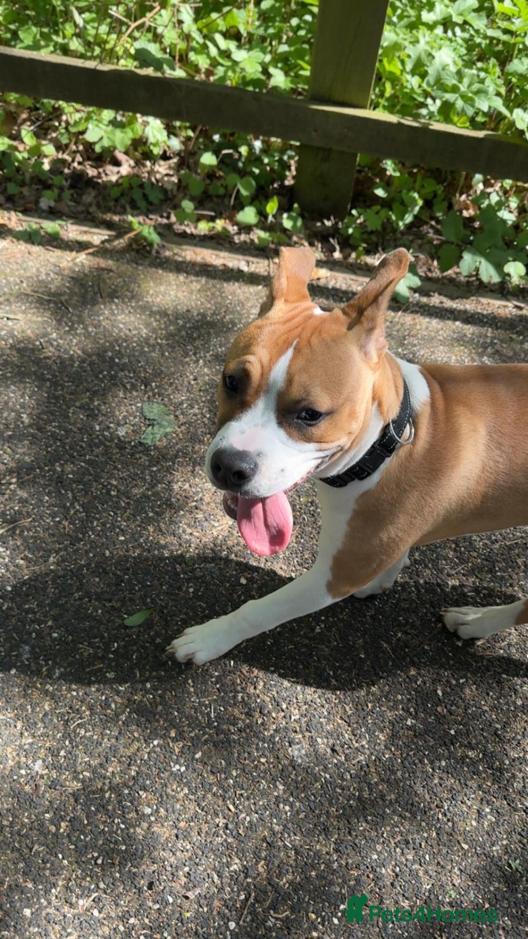 Staffordshire Bull Terrier dogs for sale: staffy for sale  - Image 3