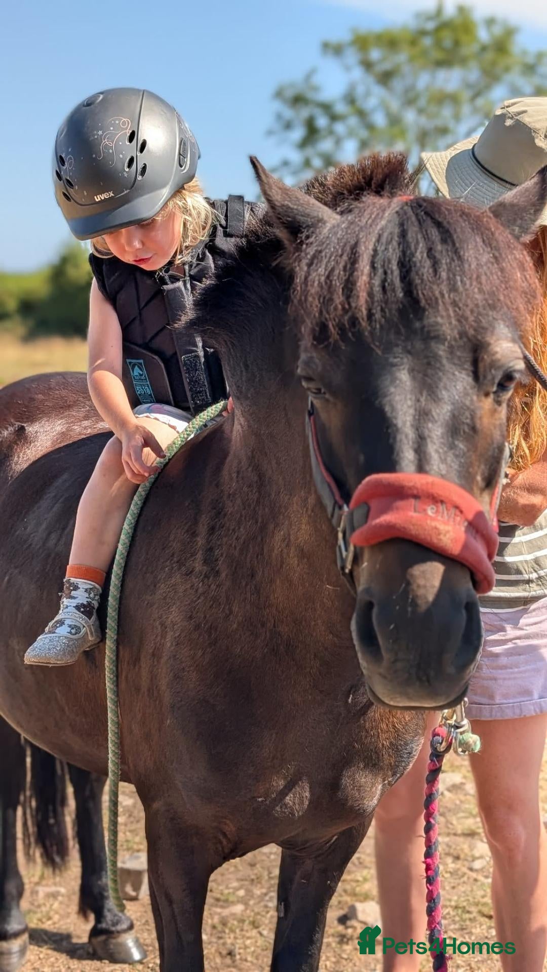 Dartmoor horses 12.2 Lead rein pony - Advert 4