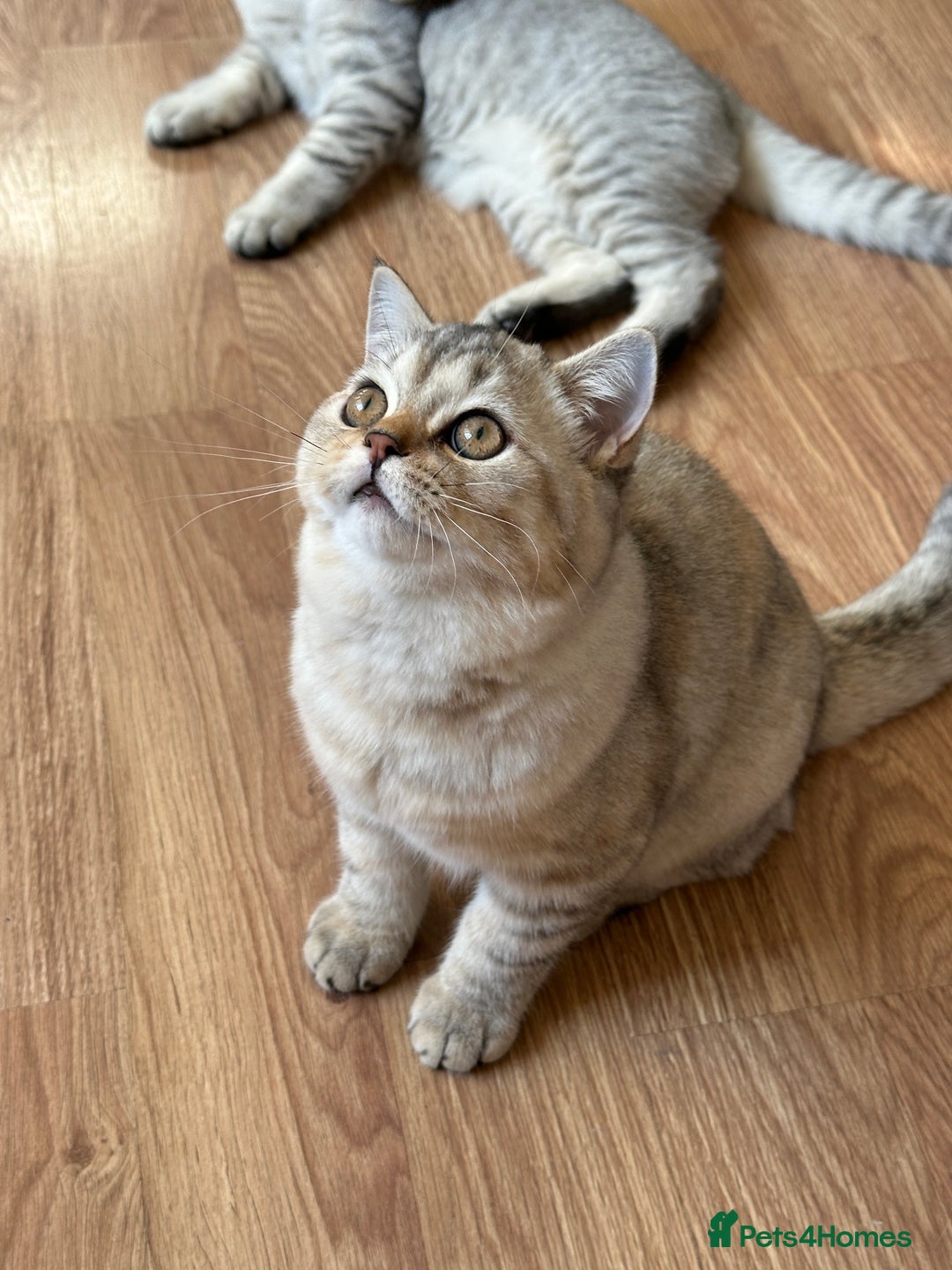 British Shorthair cats for sale: Gorgeous British Longhair & Shorthair Kittens - Advert 27