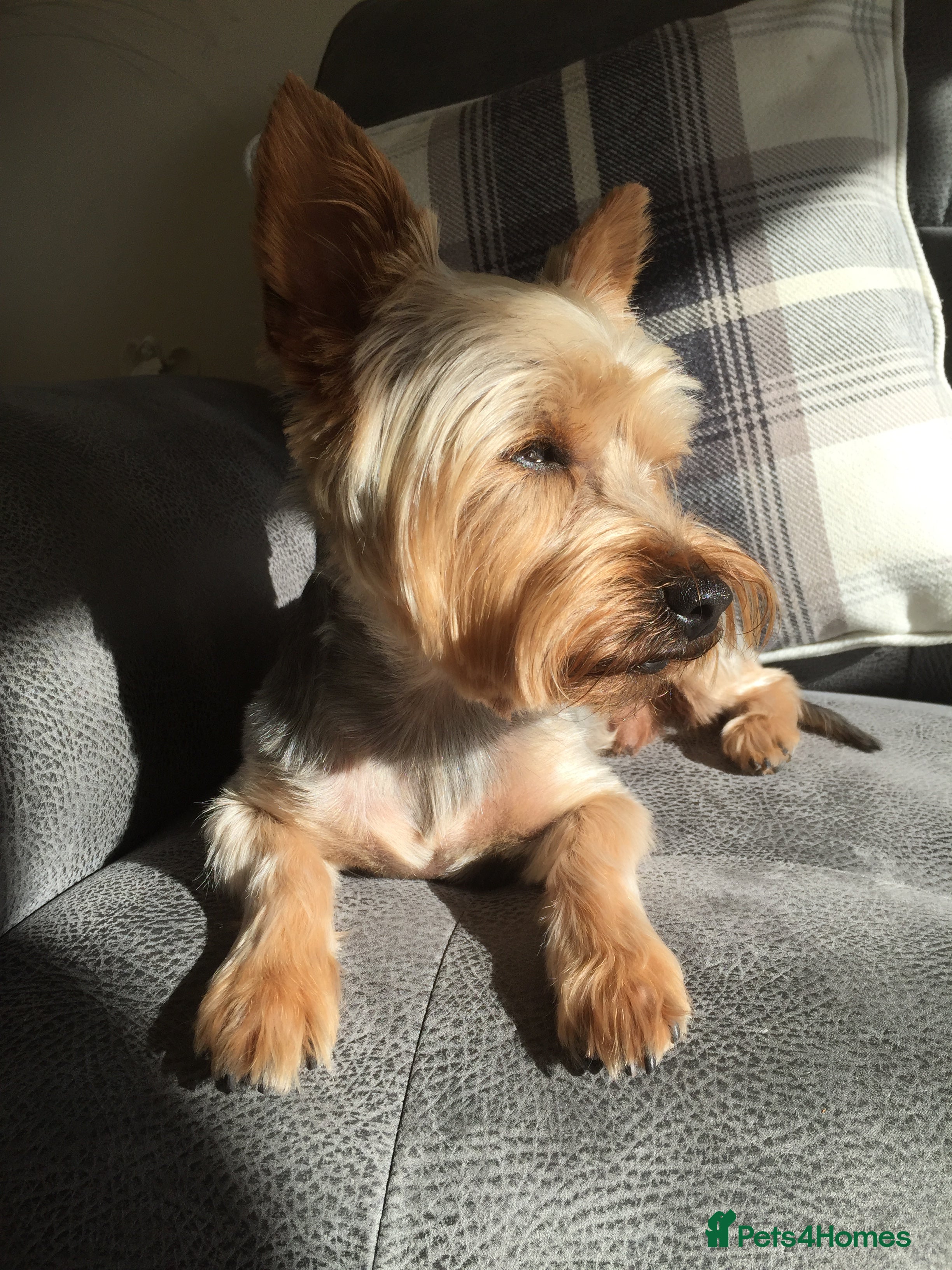 Yorkshire Terrier dogs Yorkshire terrier for stud in Sunderland - Advert 3