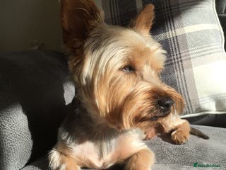 Yorkshire Terrier dogs Yorkshire terrier for stud in Sunderland - Advert 3