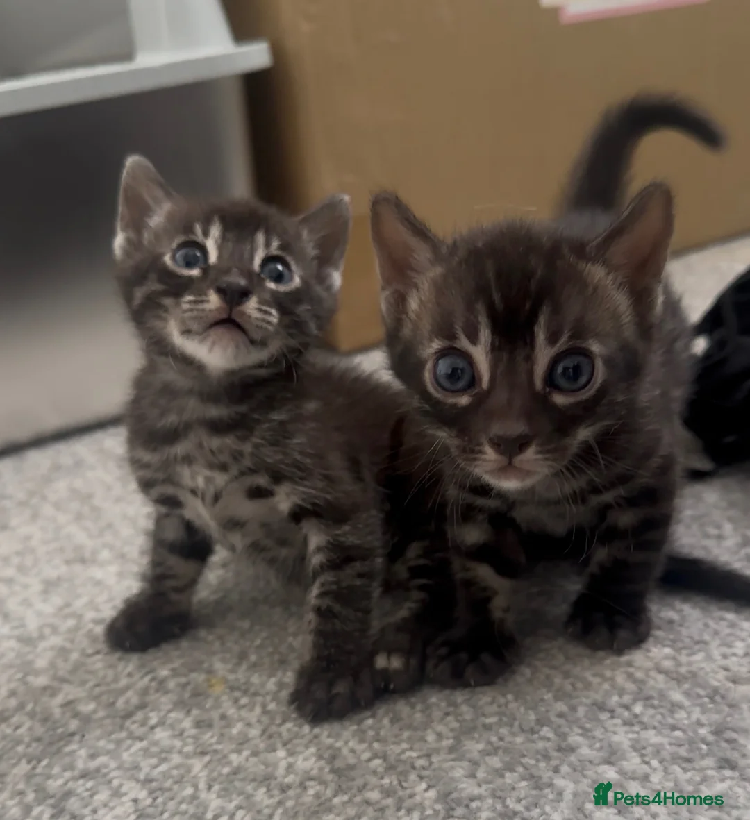 Bengal cats for sale: Exceptional silver girls & blue/ charcoal boys - Advert 1