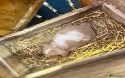 Mini Lop rabbits for sale: 2 Female Minilop Babies for sale £100 for the pair - Image 7