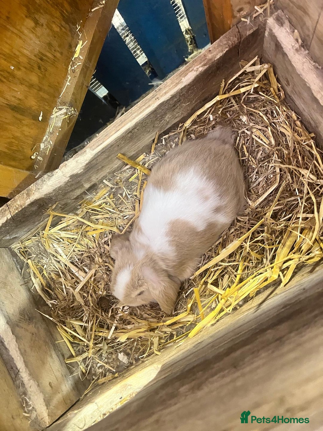 Mini Lop rabbits for sale: 2 Female Minilop Babies for sale £100 for the pair - Image 7