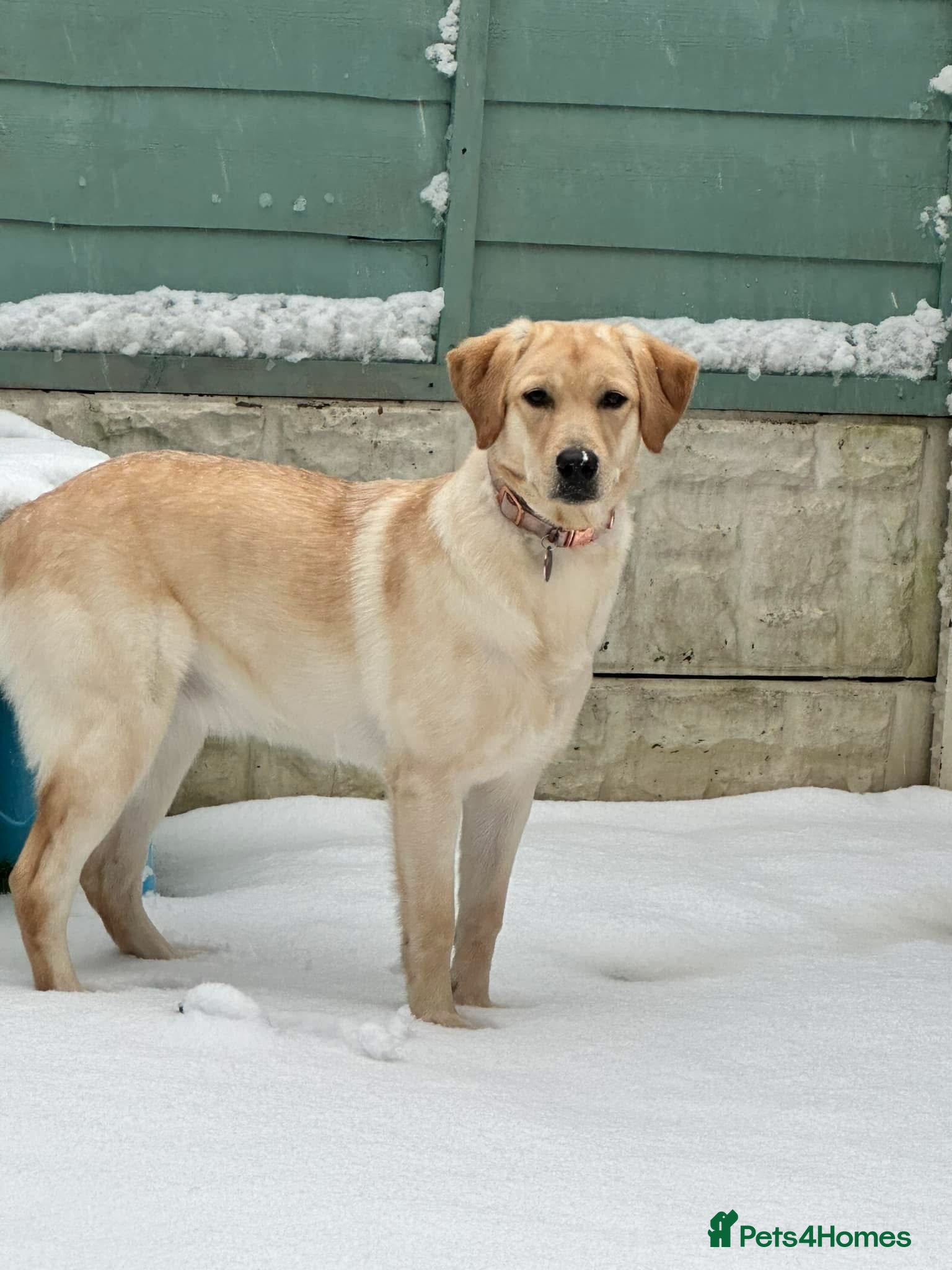 Labrador Retriever dogs 3 year old Labrador  - Advert 1