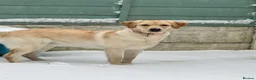Labrador Retriever dogs for sale: 3 year old Labrador  in Barnsley - Advert 1