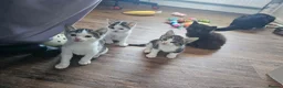 Mixed Breed cats for sale: 4 Gorgeous Kittens in Runcorn - Advert 2