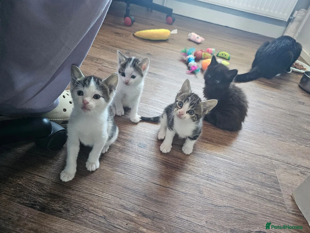 Mixed Breed cats for sale: 4 Gorgeous Kittens in Runcorn - Advert 2