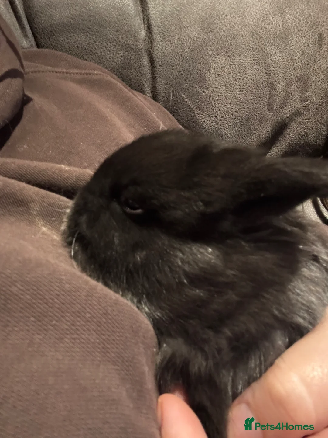 Mini Lop rabbits for sale: 💙 Pure Breed Mini Lop Boys Available 🩷 - Advert 30