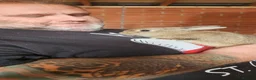 Netherland Dwarf rabbits for sale: Netherland dwarf rabbits - Advert 2