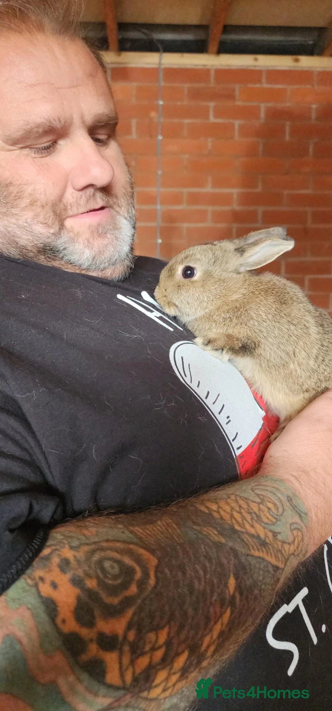 Netherland Dwarf rabbits for sale: Netherland dwarf rabbits - Advert 2