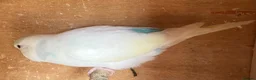 Budgerigars birds for sale: Baby budgies and pairs for sale  - Advert 7