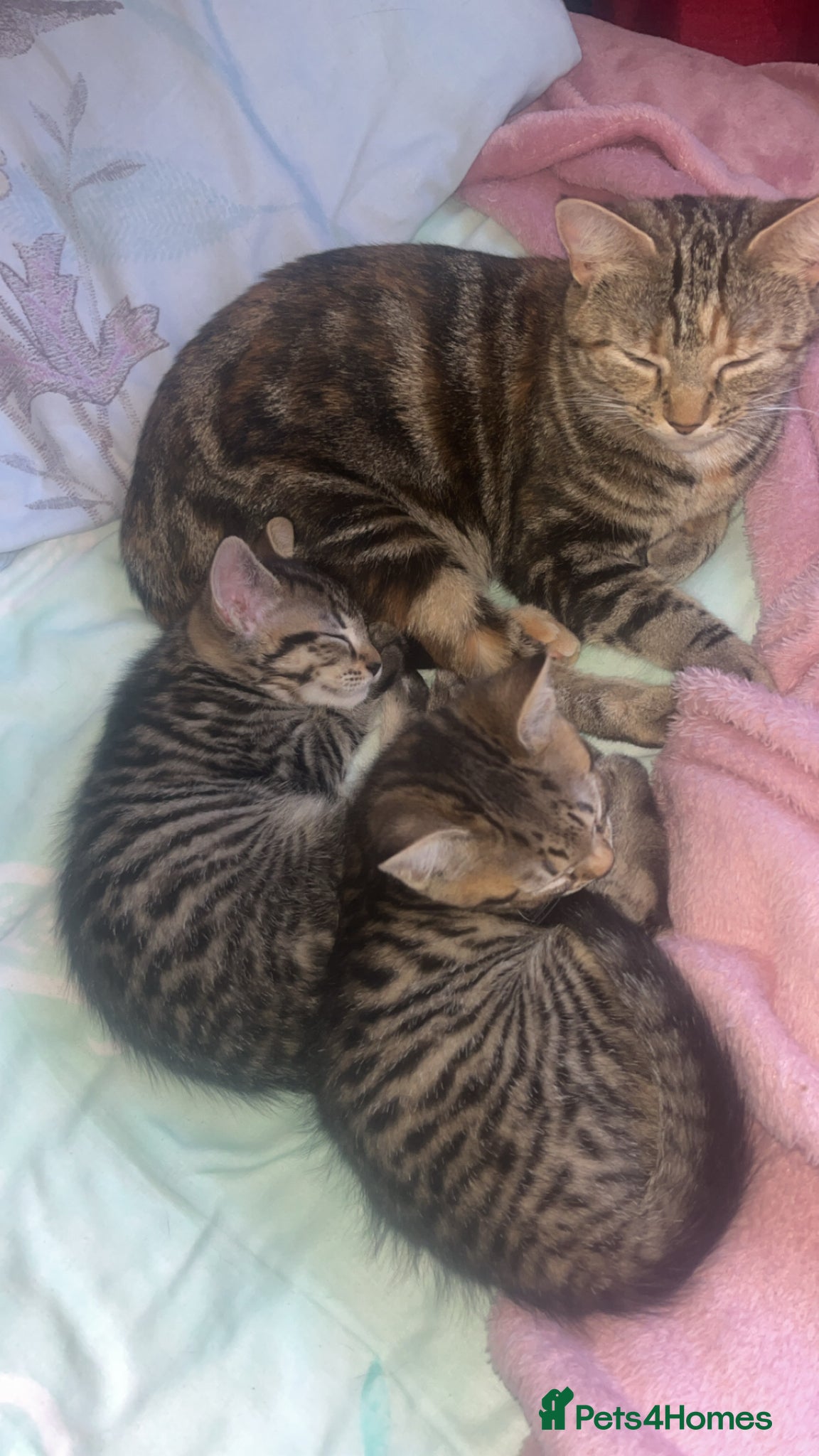 British Shorthair cats Male and female kitten 🤎 - Advert 13