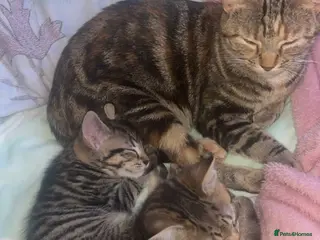 British Shorthair cats Male and female kitten 🤎 - Advert 13