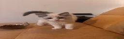 Ragdoll cats for sale: Gorgeous Ragdoll Kittens for Forever Homes!  - Advert 3