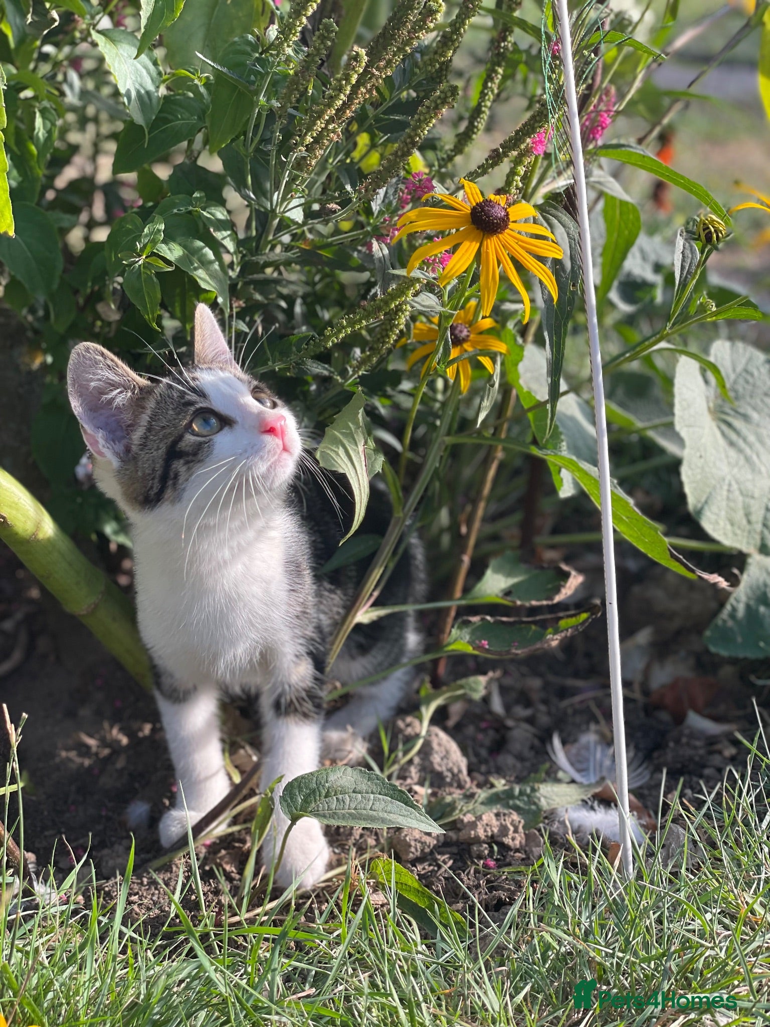 Mixed Breed cats 1 Beautiful baby boy Kitten left  - Advert 21