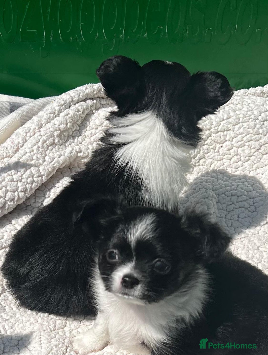 Chihuahua dogs for sale: 3 Long Coat Parti Boys - Image 6