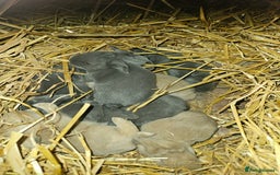 Continental Giant rabbits for sale: Continental giant babies  - Image 1