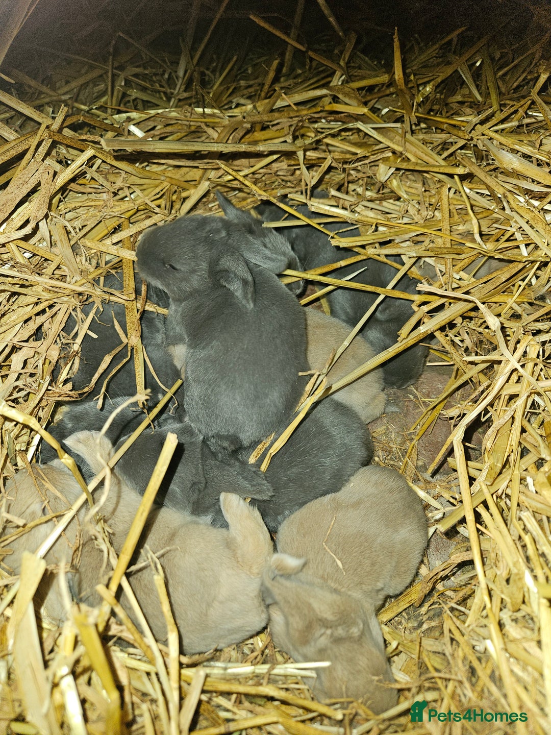 Continental Giant rabbits for sale: Continental giant babies  - Image 1