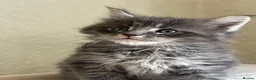 Maine Coon cats for sale: Maine Coon boy  - Advert 2