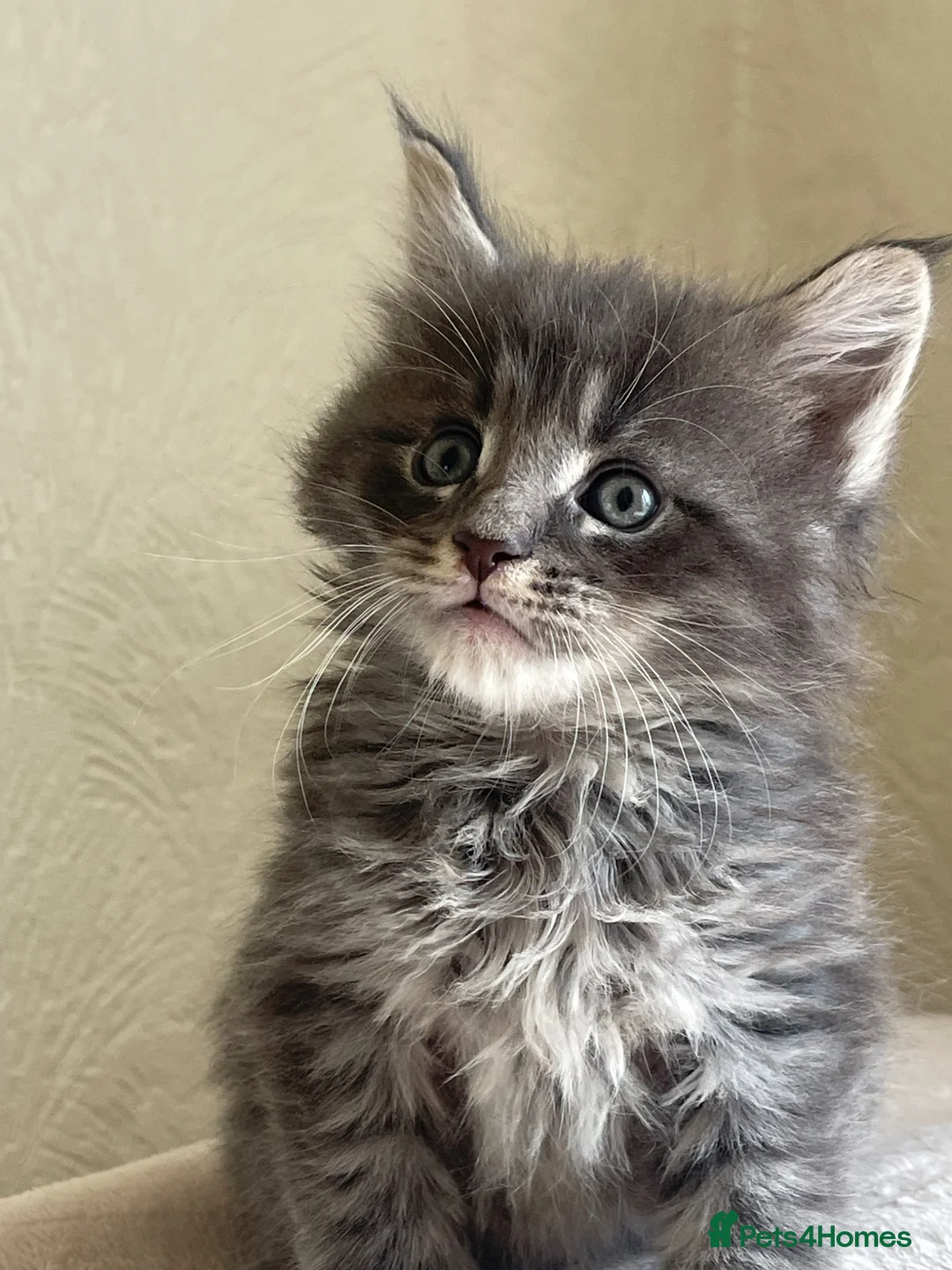 Maine Coon cats for sale: Maine Coon boy  - Advert 2