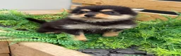 Pomsky dogs for sale: Stunning fully vaccinated Pomsky Girl - Advert 3