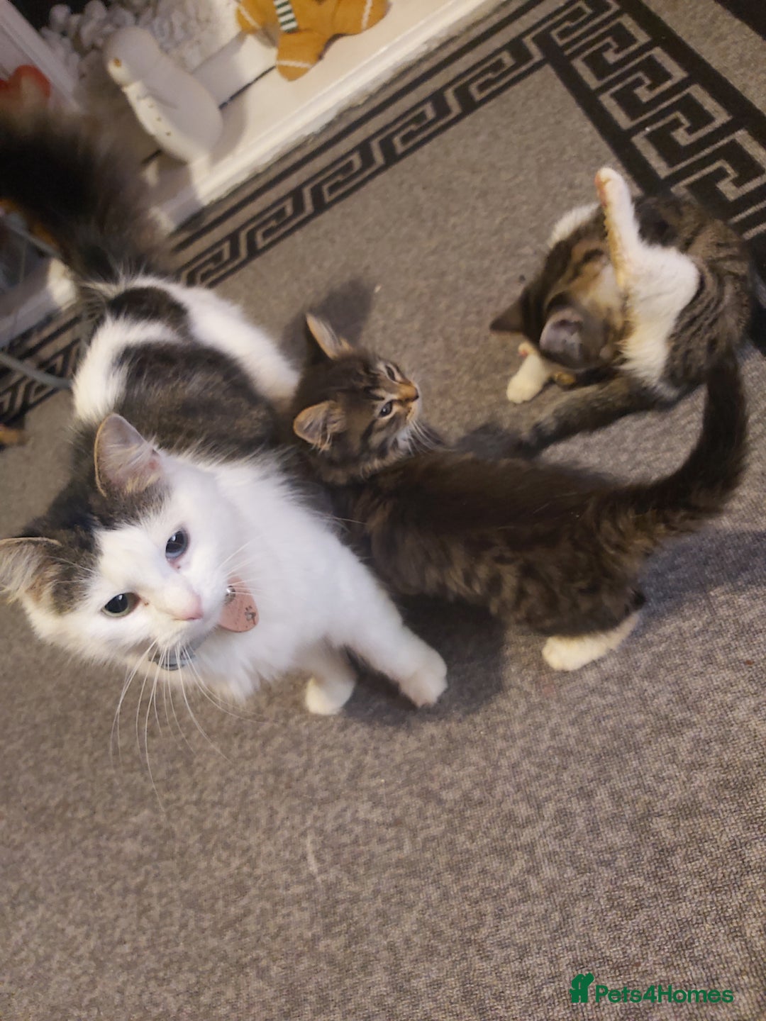 Mixed Breed cats for sale: 2 beautiful kittens ready for loving homes - Advert 3