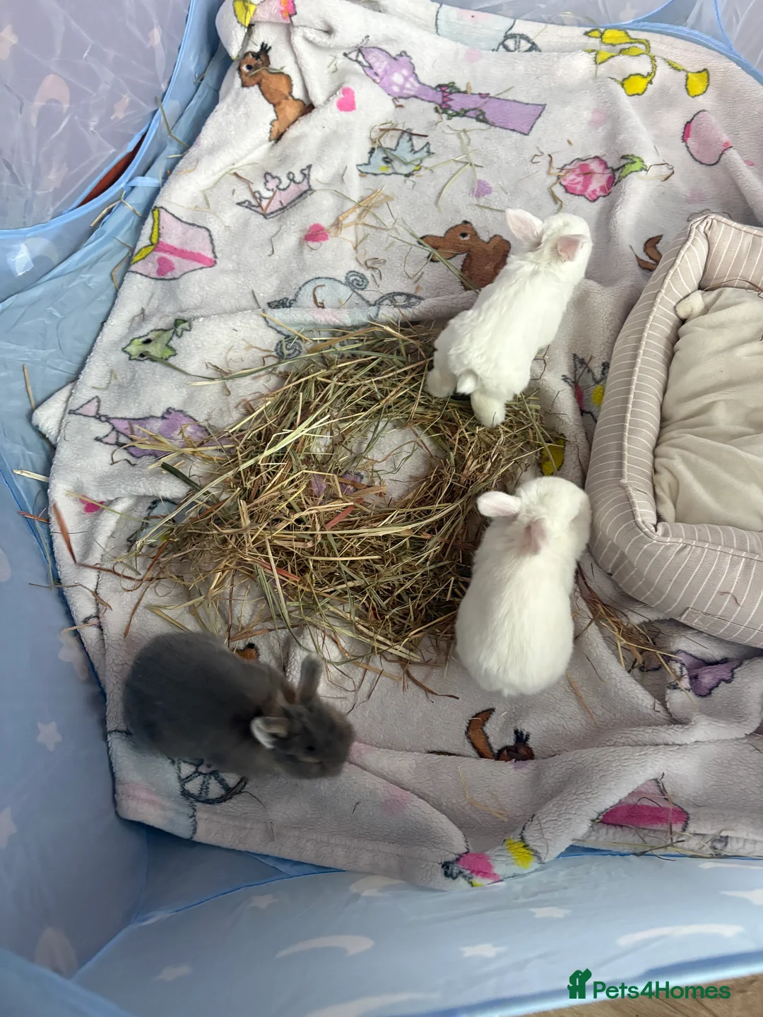 Mixed Breed rabbits for sale: 4 baby rabbits  - Advert 1