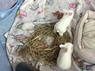 Mixed Breed rabbits 4 baby rabbits - Advert 1