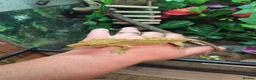 Gecko reptiles for sale: Crested gecko exo terra pro in Burton-on-Trent - Advert 5