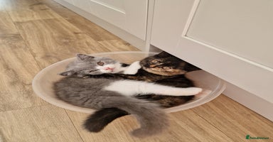 British Shorthair cats - Advert 4