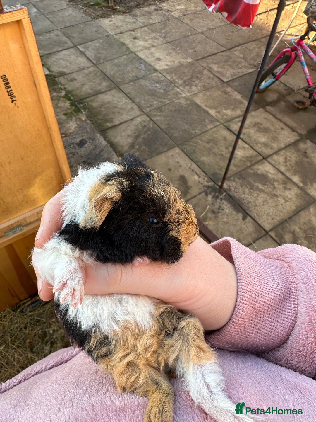 Guinea Pig rodents for sale: Male baby guinea pigs - Advert 8