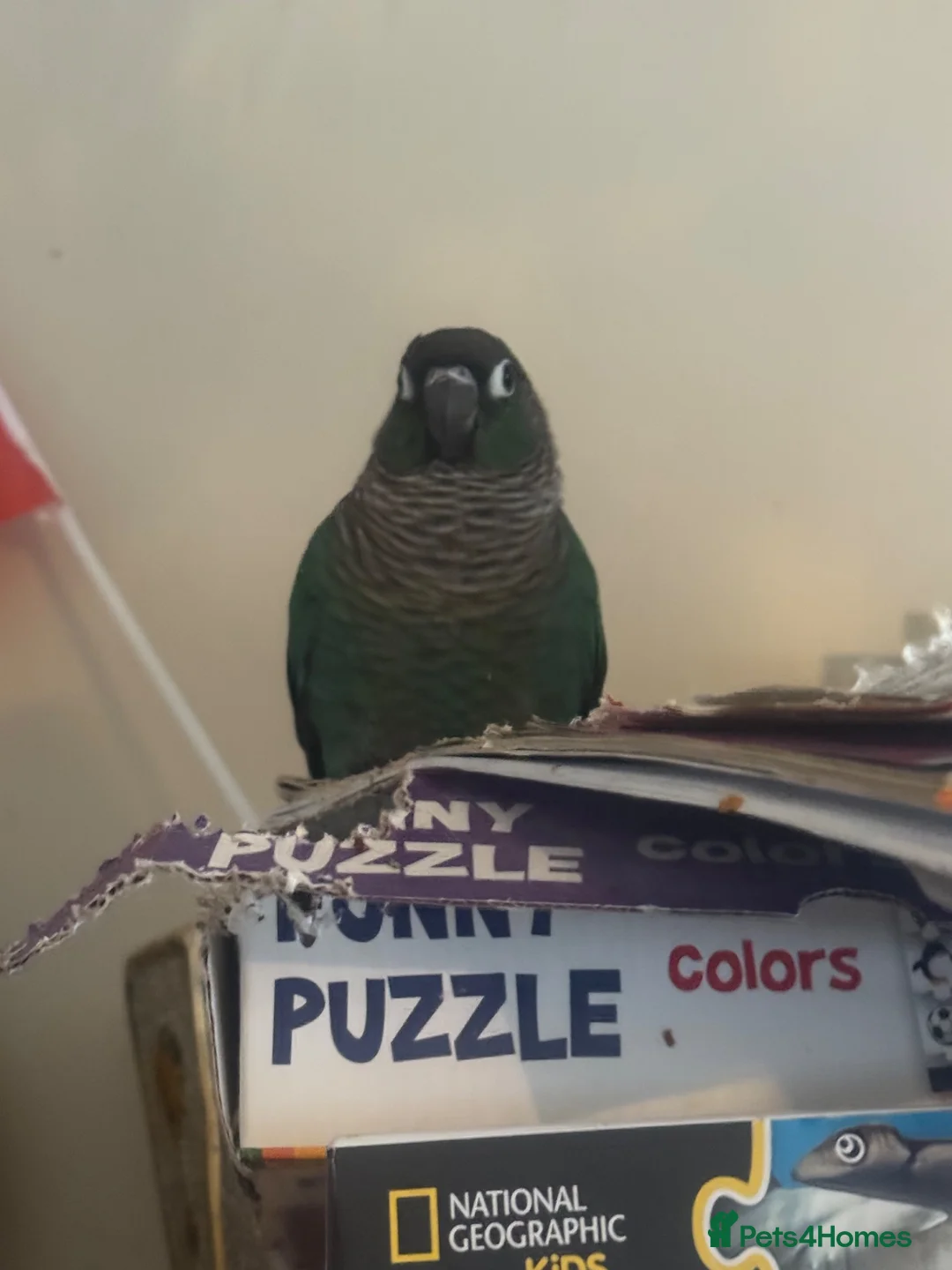 Conures birds for sale: Green-cheeked Conure - Advert 2