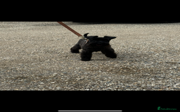 Miniature Schnauzer dogs for sale: Miniature  Schnauzer puppies for sale  - Image 24