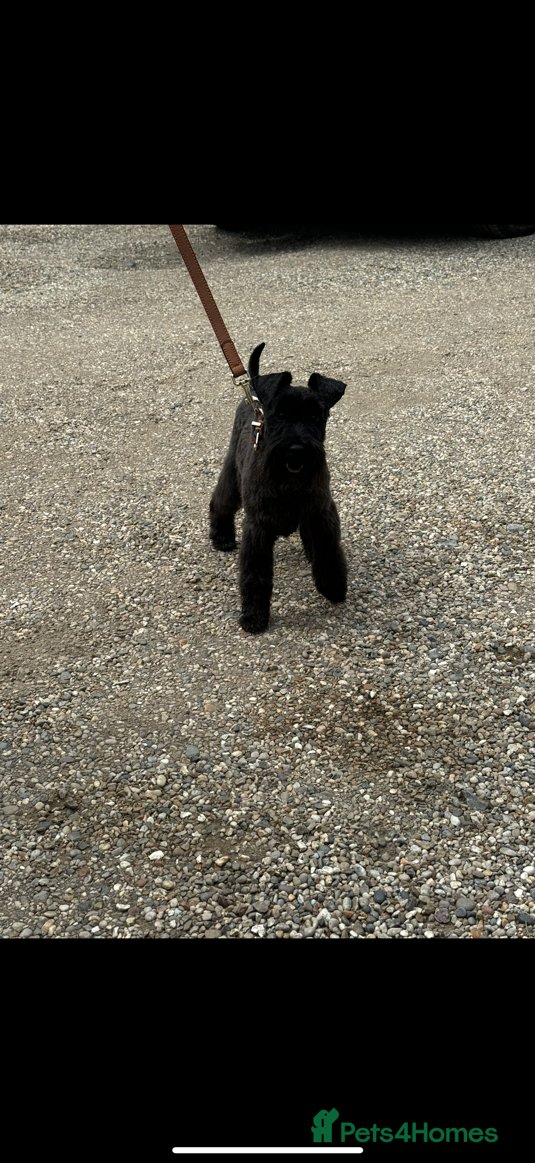 Miniature Schnauzer dogs for sale: Miniature  Schnauzer puppies for sale  - Image 24