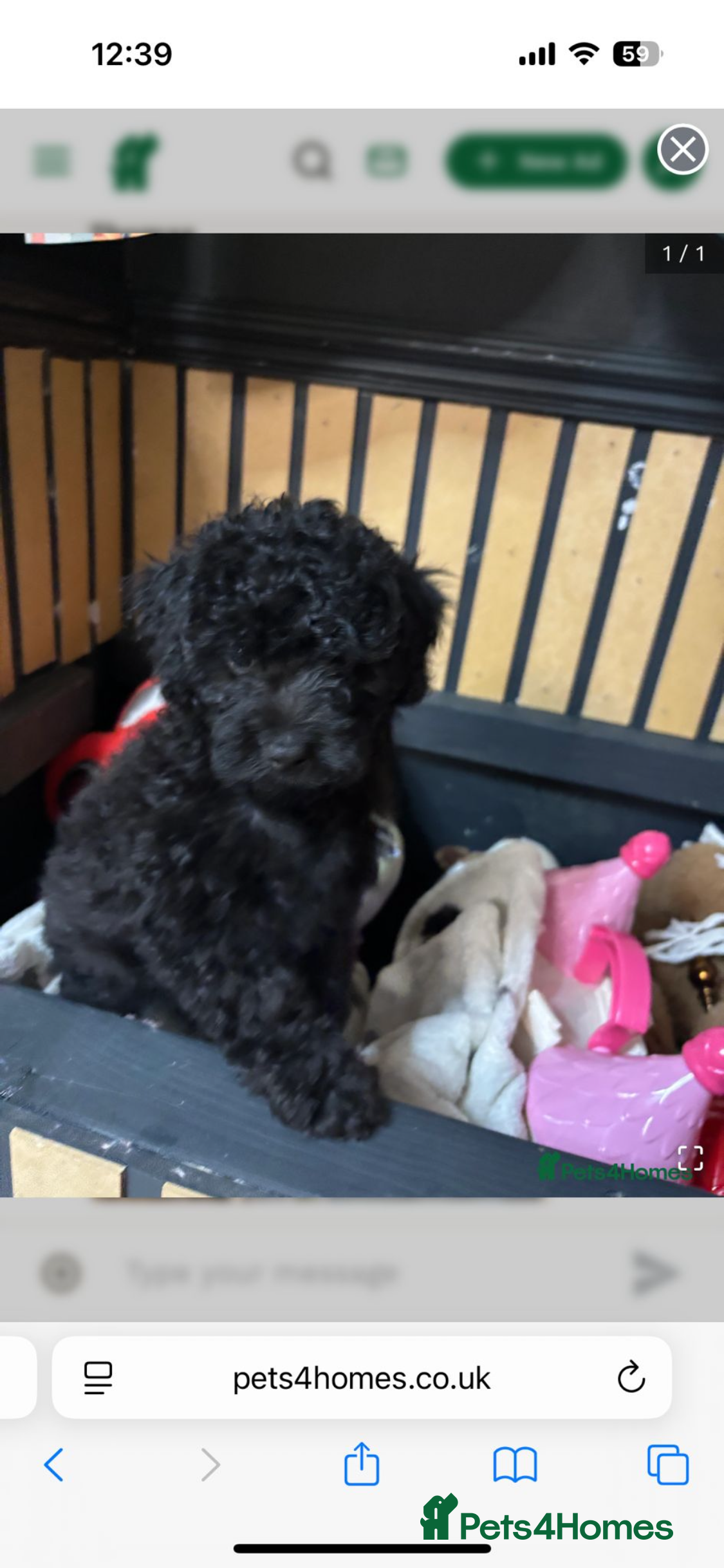 Cavapoo dogs Fb1 cavapoo - Advert 1