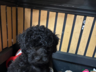 Cavapoo dogs Fb1 cavapoo - Advert 2